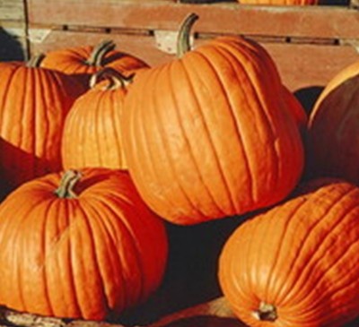Pumpkin Gilea